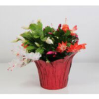 6 in Zygo Cactus - 1 Each